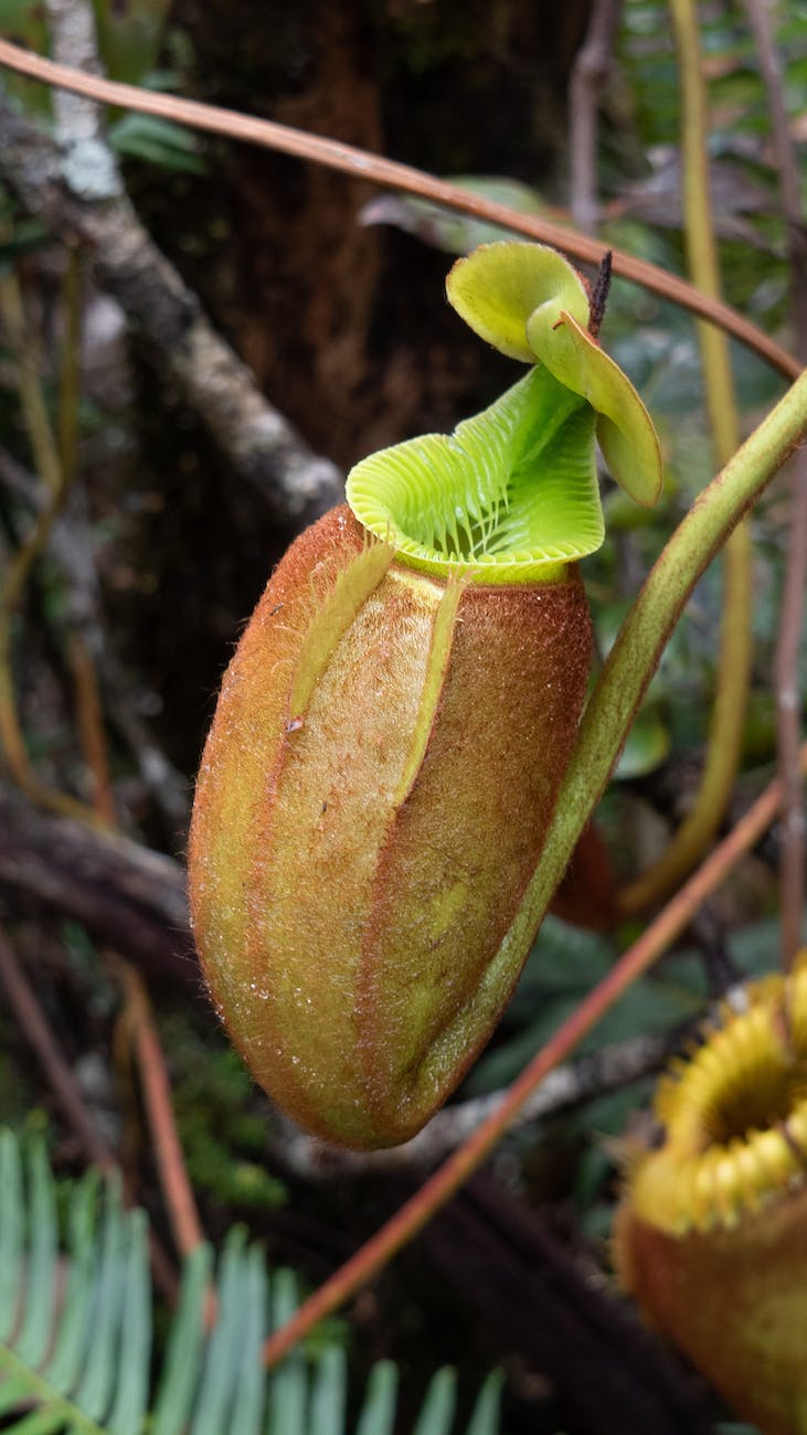 close up photograph of a pitcher plant