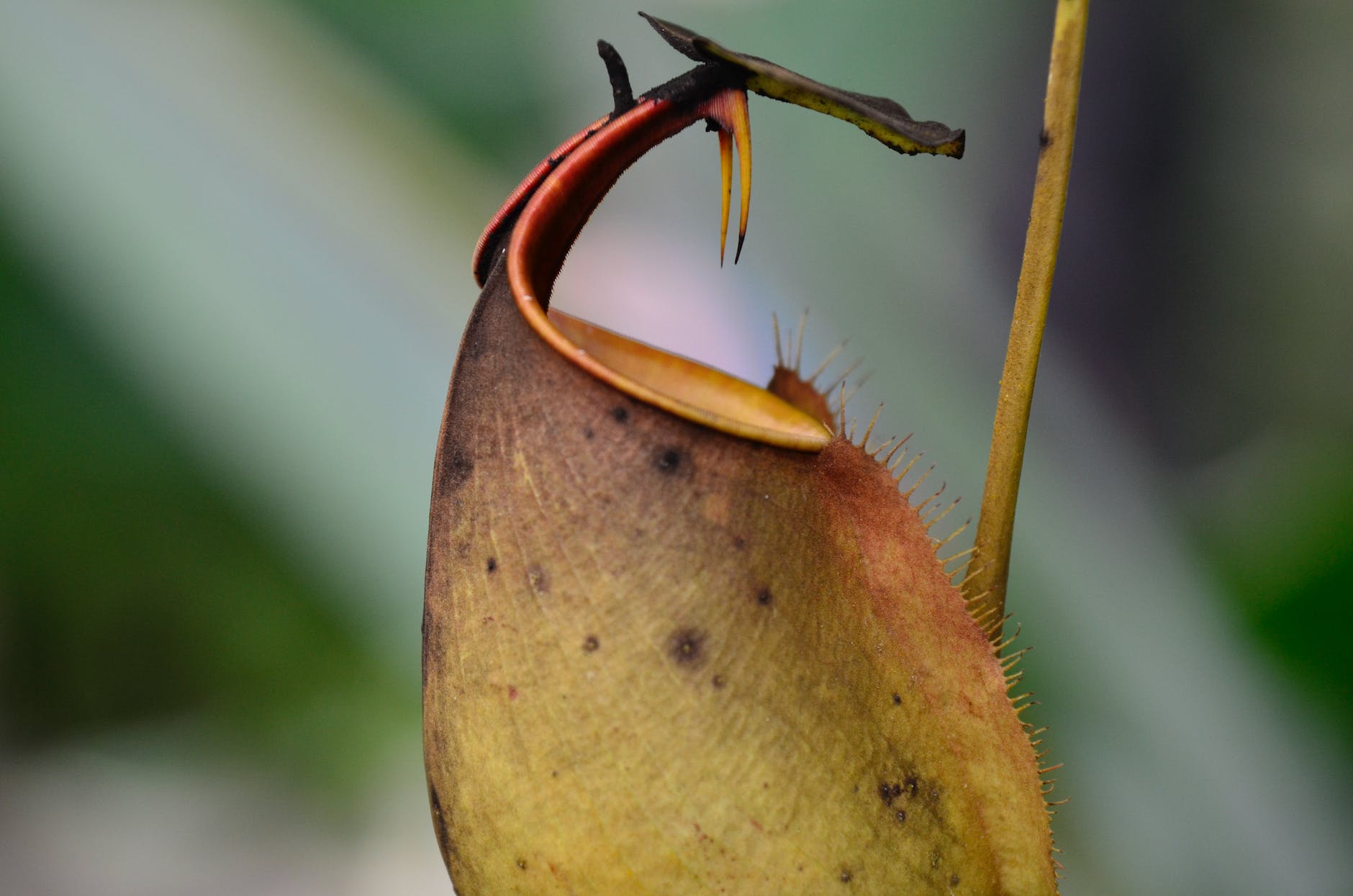 close up on nepenthes bicalcarata